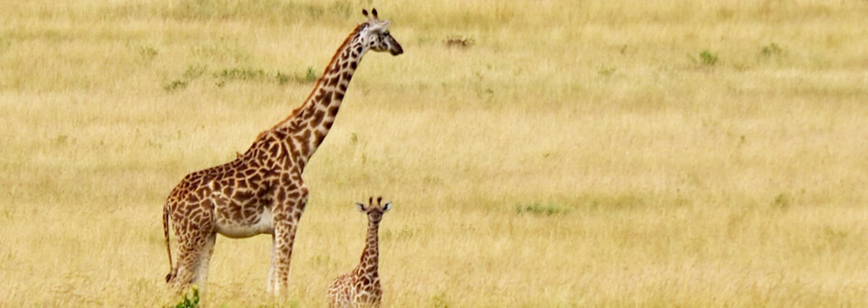 Kenia Reisebericht - Giraffen in der Masai Mara