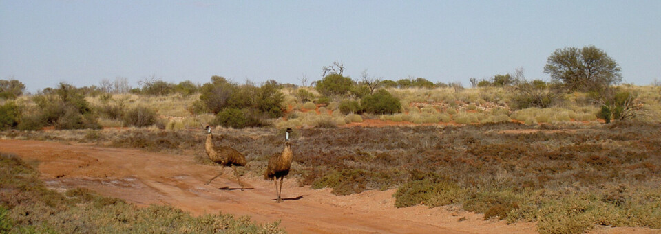 Emus - Canning Stock Route