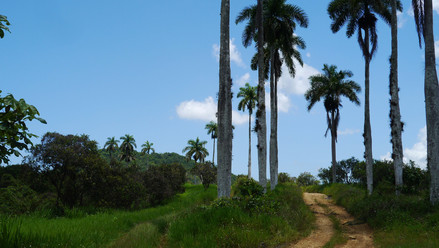 Jamaika Reisebericht  - das Inselinnere