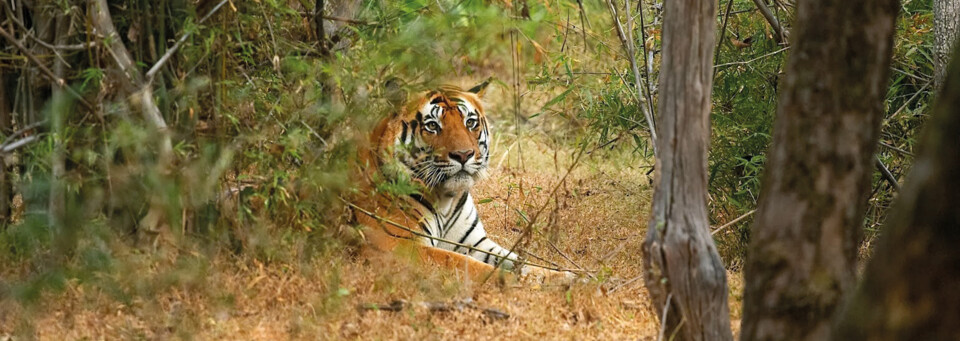 Tiger im Bandhavgarh Nationalpark Indien