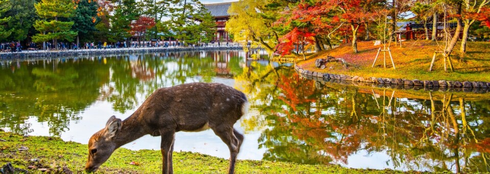  Tōdai-ji Tempel in Nara