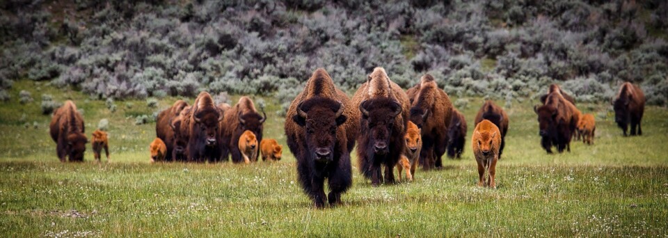 Bisons - Yellowstone Nationalpark