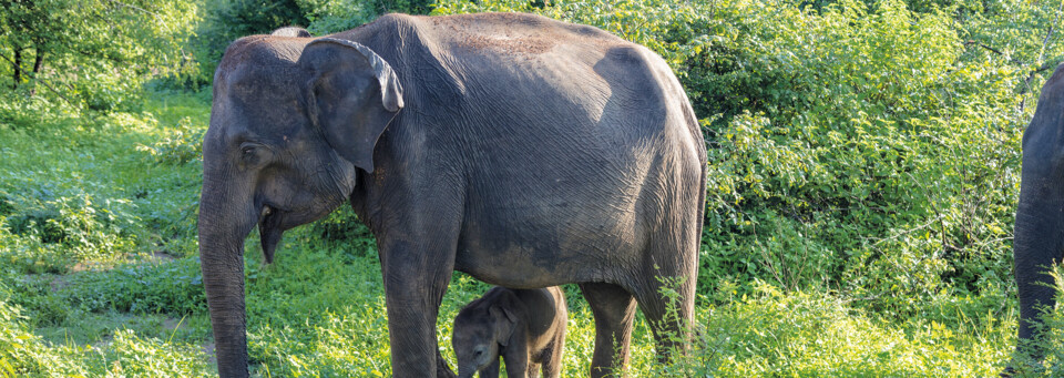 Elefanten im Udawalawe Nationalpark