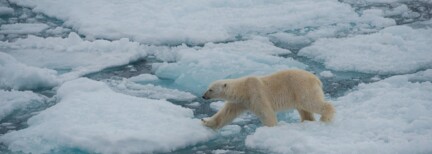 Im Reich der Eisbären