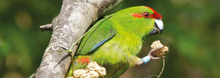 Naturparadies Zealandia