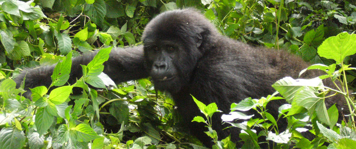 Gorilla Trekking: Blick auf den Bwindi Impenetrable National Park