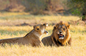 Löwen in der Wildnis Botswanas