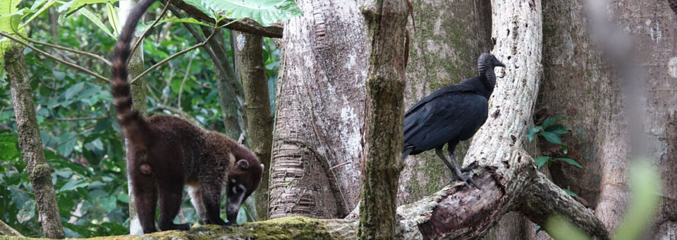 Nasenbär in Costa Rica