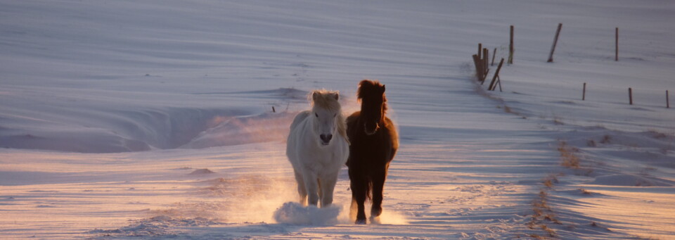 Islandpony im Winter