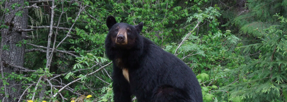 Bär im Wells Gray Provincial Park