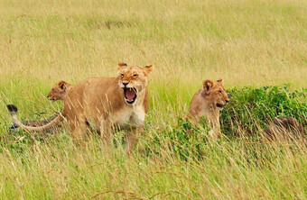 Kenia Reisebericht - Löwen in der Masai Mara