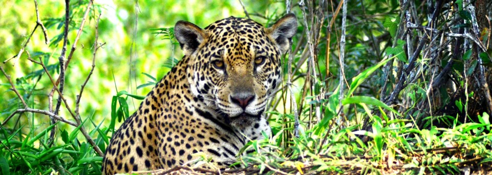 Leopard in Pantanal, Brasilien