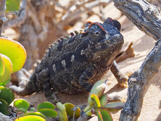 Namibia Reisebericht: Living Desert Tour - Chamäleon