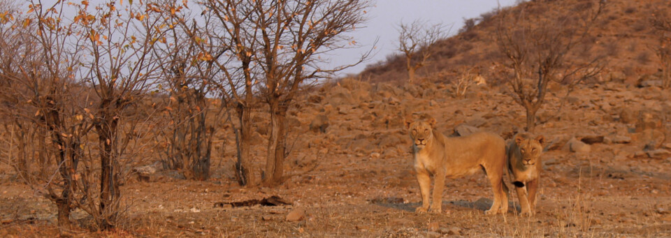 Löwen in Damaraland