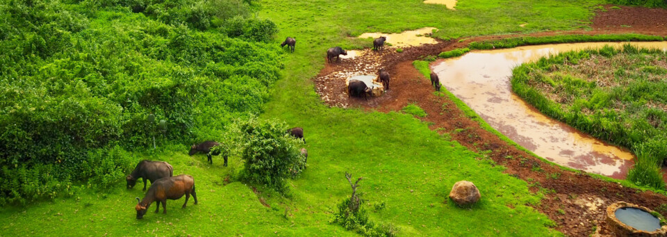 Kenia Reisebericht - Büffel am Wasserloch im Mount Kenya Nationalpark
