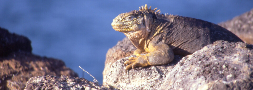 Leguan auf Felsen