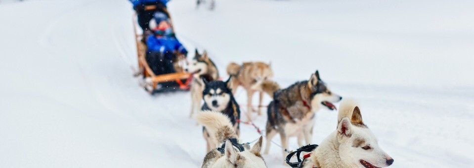 Husky Safari in Finnland