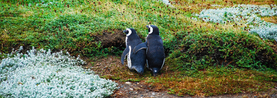 Magellan Pinguine in Punta Tombo Argentinien