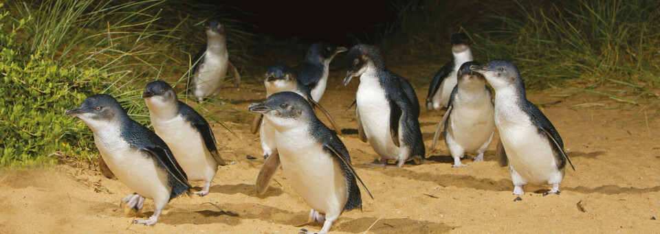 Pinguine auf Phillip Island