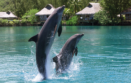 Moorea InterContinental Resort Delphincenter