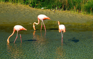 Galápagos Reisebericht - Flamingos auf Isabela