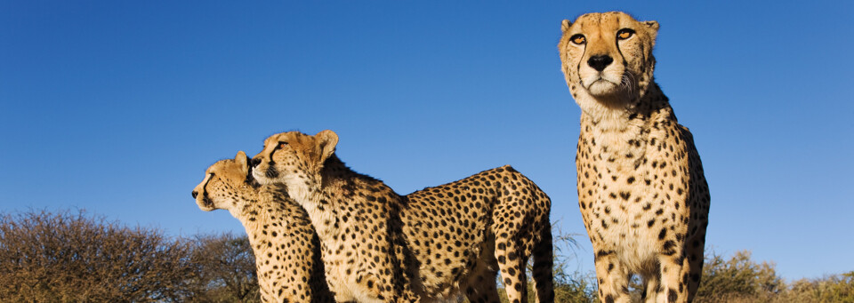 N/a`an ku sê Lodge Windhoek Geparden