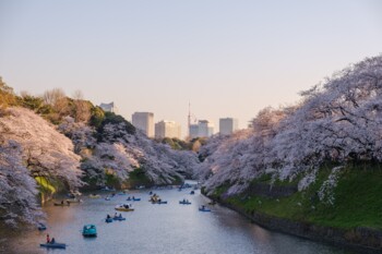 Kirschblüte in Japan