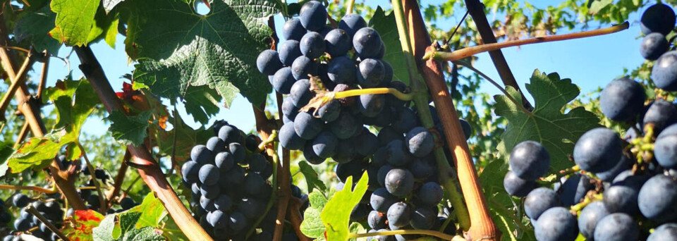 Weinreben auf dem Peller Estate Weingut - Ostkanada Reisebericht