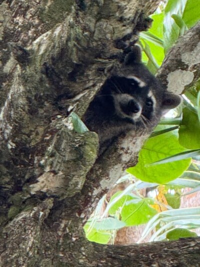 Costa Rica Reisebericht - Vulkan Arenal