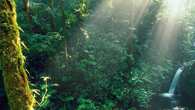 Panama Reisebericht: Monteverde Nebelwald in Costa Rica