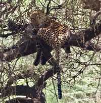 Leopardin im Lake Manyara Nationalpark