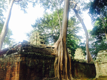 Reisebericht Kambodscha: Tempel Ta Prohm