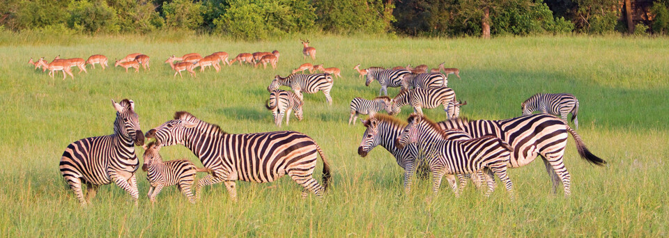 Zebras und Antilopen auf Grasfläche