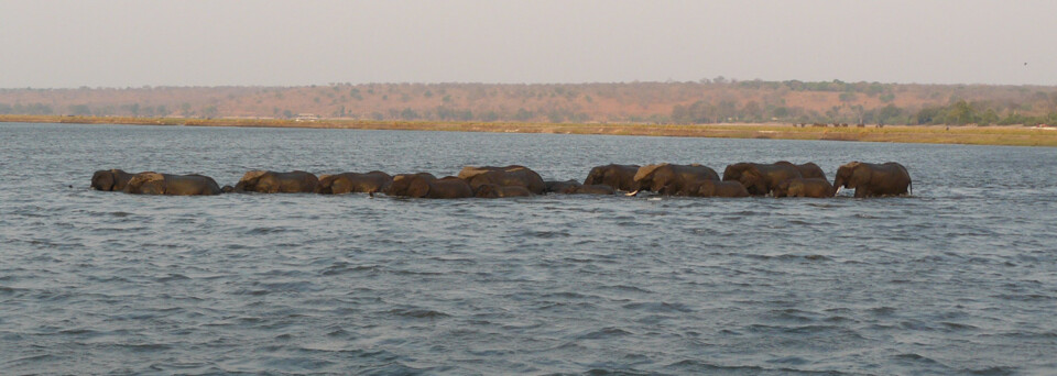 Botswana Reisebericht: Badende Elefantenherde im Chobe Nationalpark