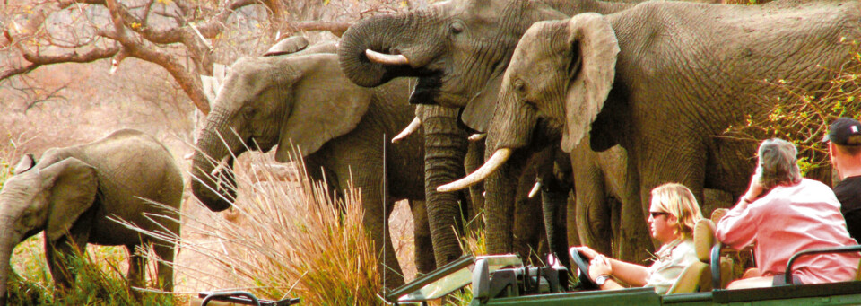 Pirschfahrt Mohlabetsi Safari Lodge Balule Nature Reserve