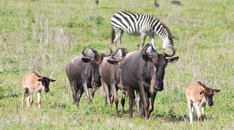 Gnufamilie Tansania