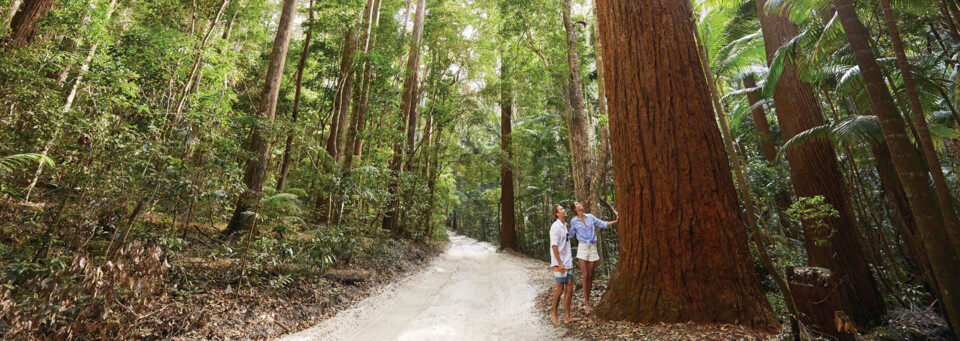 Regenwald auf Fraser Island