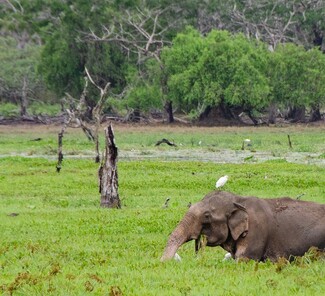 Yala Nationalpark - Elefant Yala Nationalpark - Elefant
