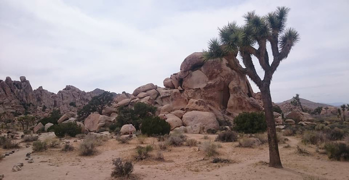 Joshua Tree Nationalpark