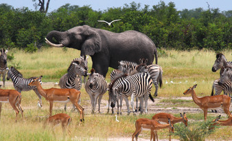 Wildlife Botswana