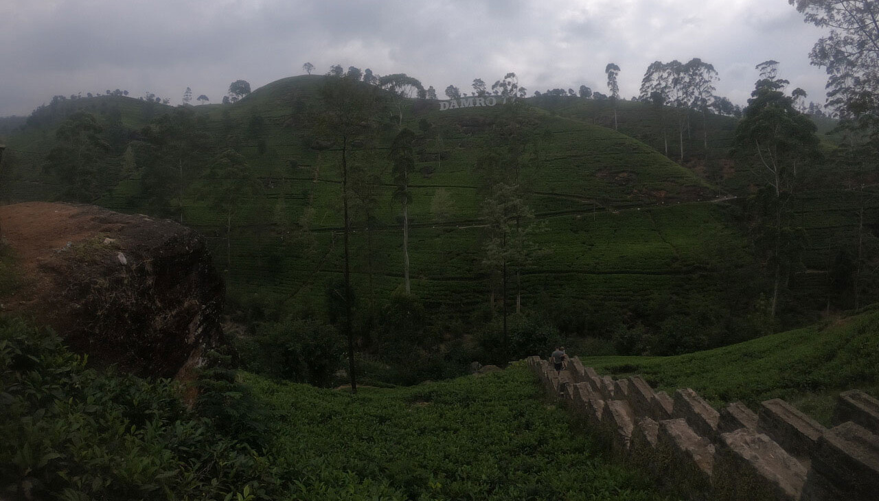 Damaro Teefelder Sri Lanka