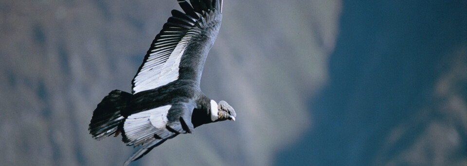 Anden-Kondor im Colca Canyon