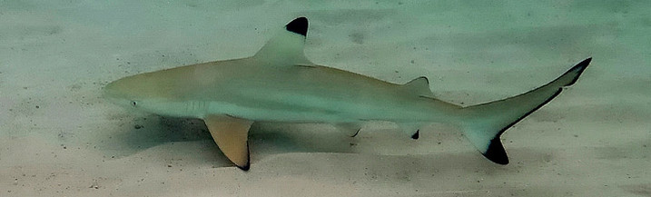 Reisebericht Thailand: Schwarzspitzen Riffhai in der Shark Bay auf Koh Tao
