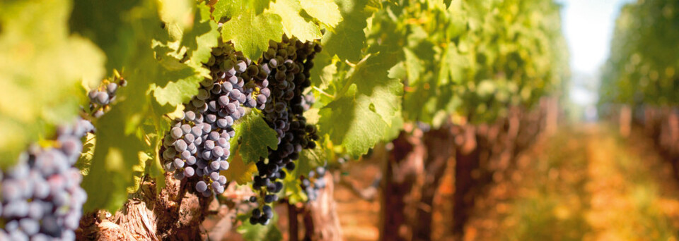 Weinreben in der Weinregion Südafrikas