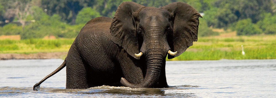 Elefant im Chobe Nationalpark