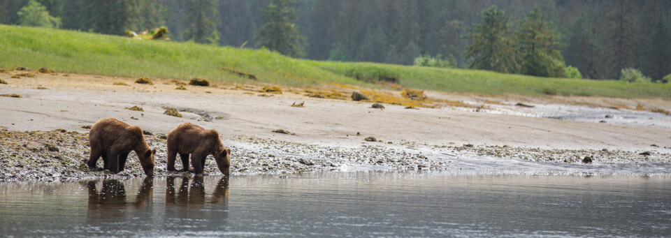 Spirit Bear Lodge Bären am Wasser