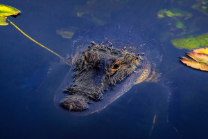 Floridas Nationalparks