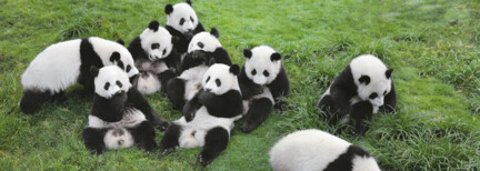 Pandas erleben