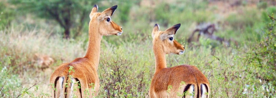 Samburu Game Reserve