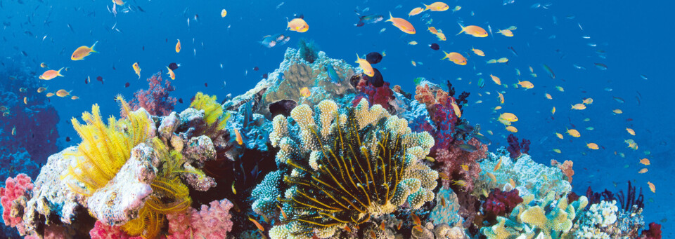 Unterwasserwelt Great Barrier Reef